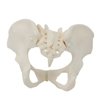 1 шт Модель женского тазового скелета в натуральную величину, анатомическая модель для научного образования